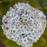 Viburnum x burkwoodii 3 1 1663x2491 1