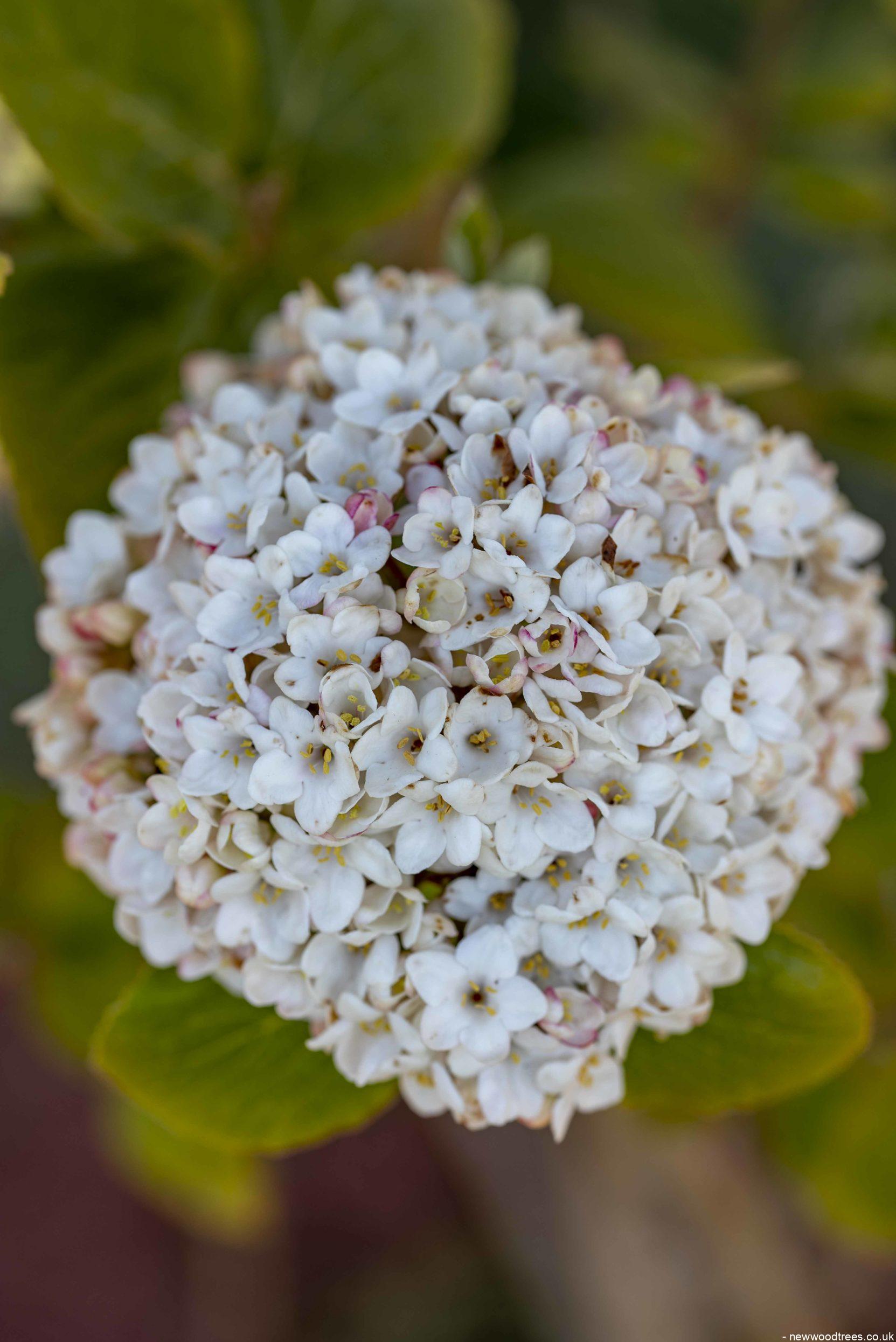 Viburnum x burkwoodii 3 1 1663x2491 1