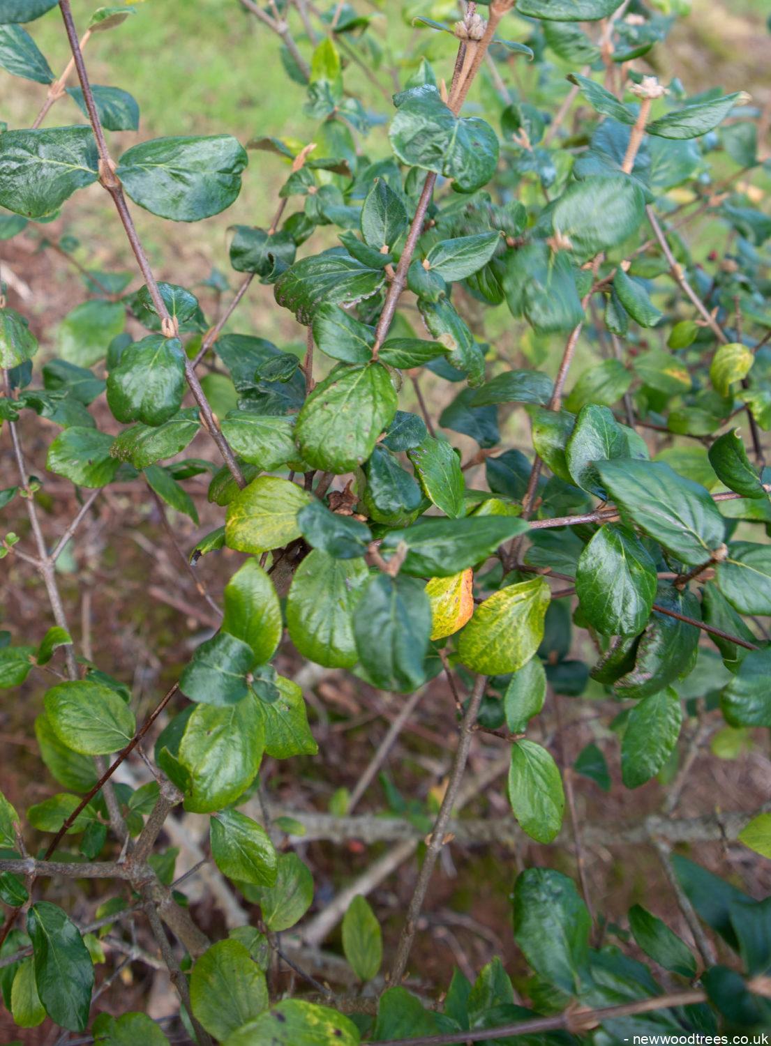 Viburnum x burkwoodii 3 1105x1500 1