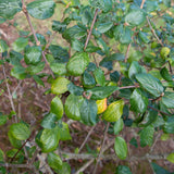 Viburnum x burkwoodii 3 1105x1500 1