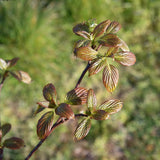 Viburnum x burkwoodii 5