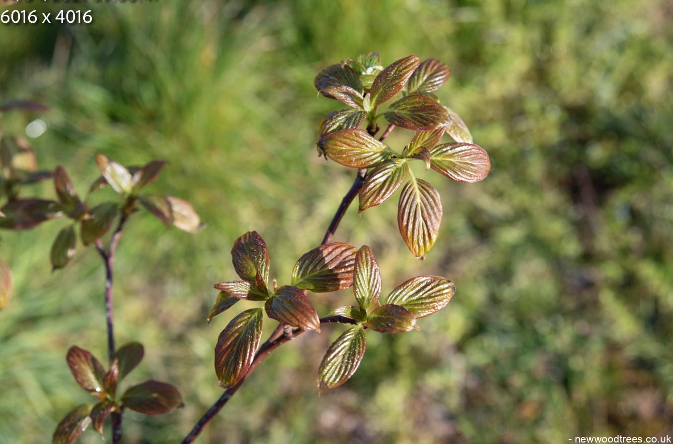 Viburnum x burkwoodii 5