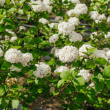 Viburnum x carlcephalum -  Fragrant Snowball Viburnum