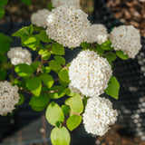 Viburnum x carlcephalum -  Fragrant Snowball Viburnum