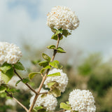 Viburnum x carlcephalum -  Fragrant Snowball Viburnum