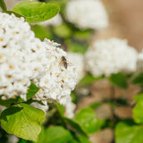 Viburnum x carlcephalum -  Fragrant Snowball Viburnum