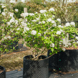 Viburnum x carlcephalum -  Fragrant Snowball Viburnum
