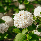 Viburnum x carlcephalum -  Fragrant Snowball Viburnum