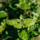 Viburnum x carlcephalum -  Fragrant Snowball Viburnum