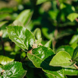 Viburnum x carlcephalum -  Fragrant Snowball Viburnum