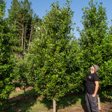 quercus x warei 'Regal Prince' NWT Products 25 26 0002