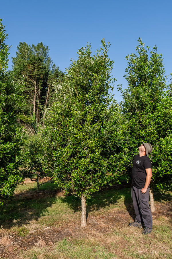 quercus x warei 'Regal Prince' NWT Products 25 26 0002