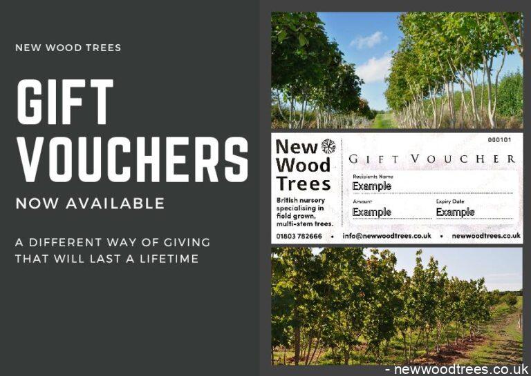 New Wood Trees Gift Vouchers 768x545 1