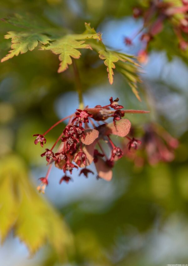 Acer japonicum Acotinifolium scaled