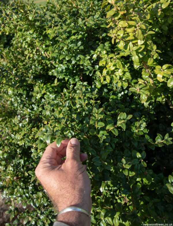 Buxus sempervirens ‘Rotundifolia 3 1148x1500 1