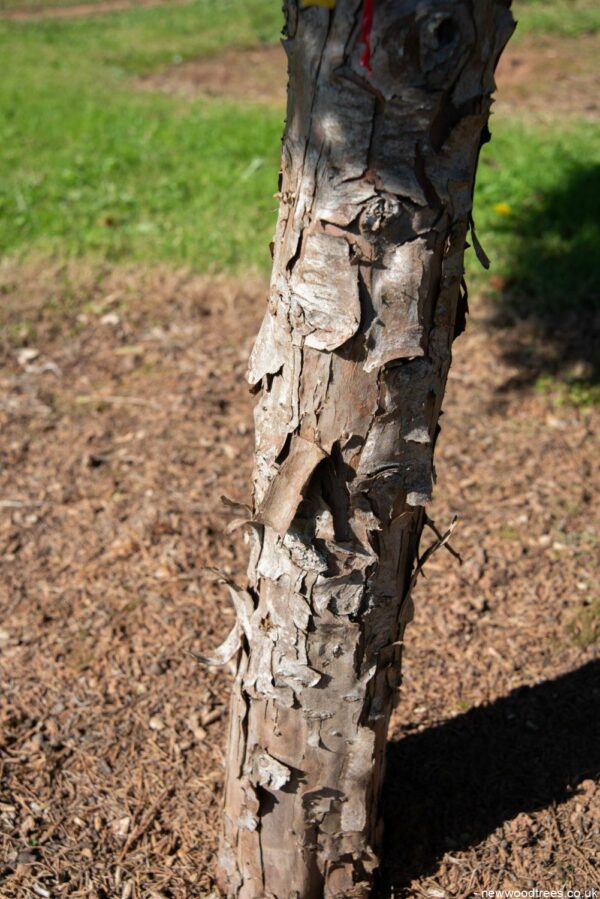 Juniperus virginiana ‘Hetzii 1001x1500 1
