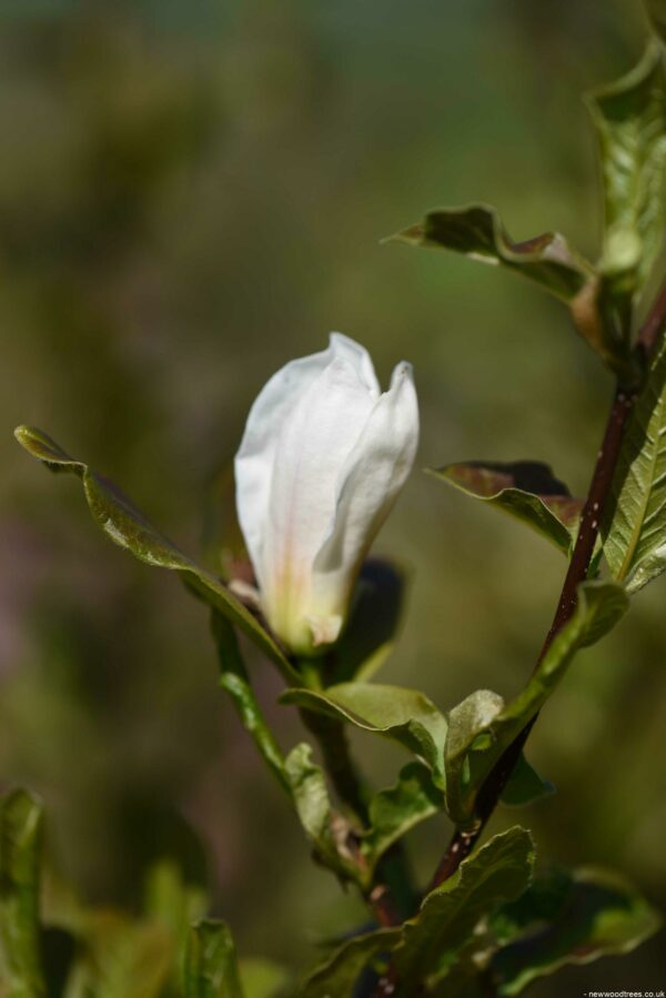 Magnolia x loebneri ‘Merrill 3 scaled
