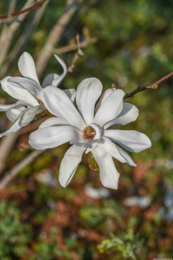 Magnolia x loebneri ‘Merrill Flowers scaled
