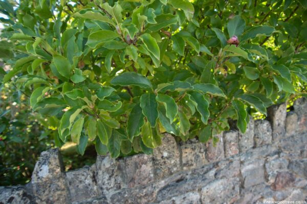 Magnolia ‘Susan 1500x1001 1
