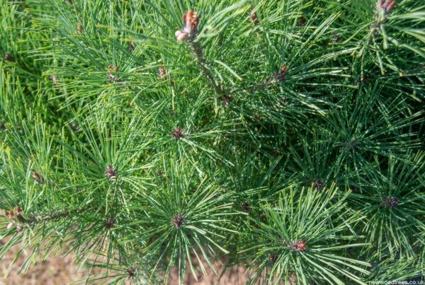 Pinus densiflora ‘Umbralicifera 2 1500x1008 1
