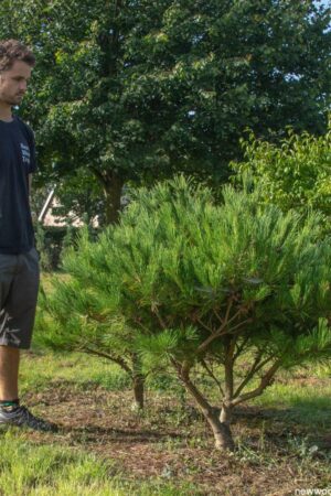 Pinus densiflora ‘Umbraculifera’