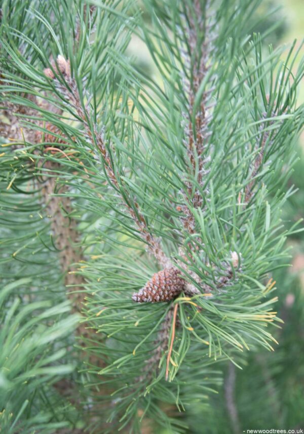 Pinus mugo 1053x1500 1