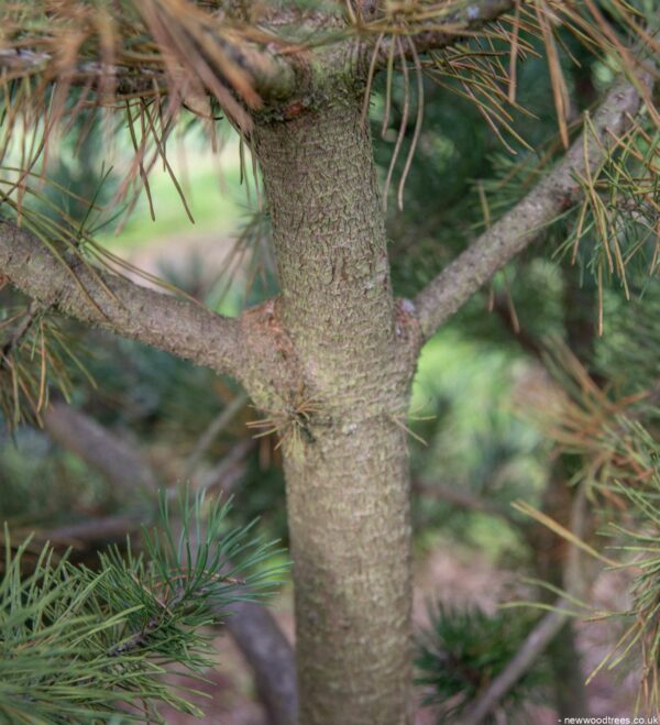 Pinus mugo 2 1366x1500 1