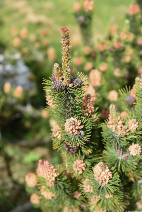 Pinus mugo mugo scaled