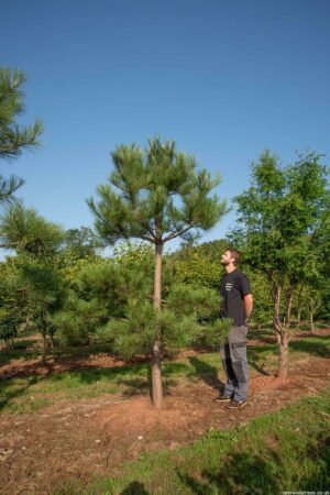 Pinus nigra Maritima 1