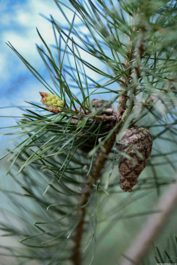 Pinus nigra Maritima 2 scaled