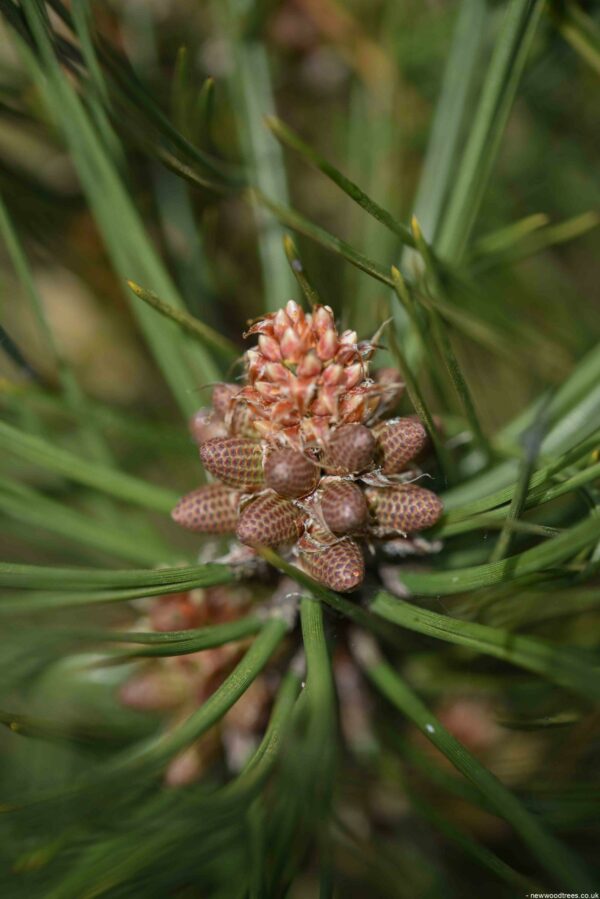 Pinus nigra ‘Green Rocket scaled