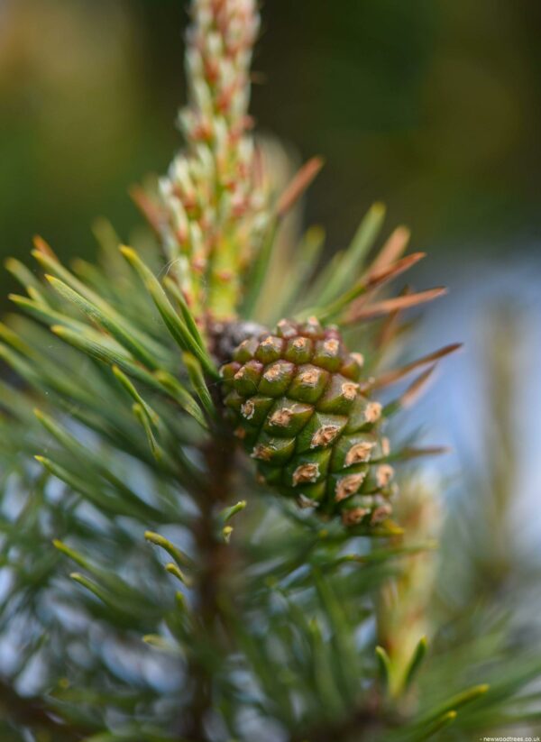 Pinus sylvestris 9 scaled
