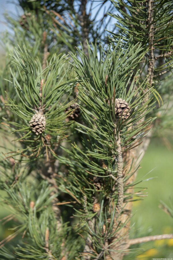 Pinus sylvestris Fastigiata 1 1663x2491 1