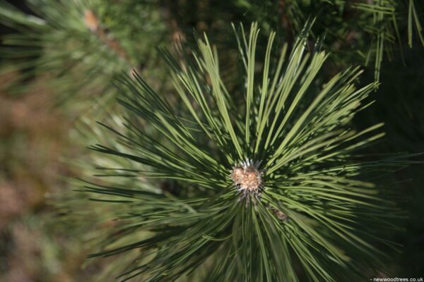 Pinus sylvestris Watereri 1 1 1663x1110 2
