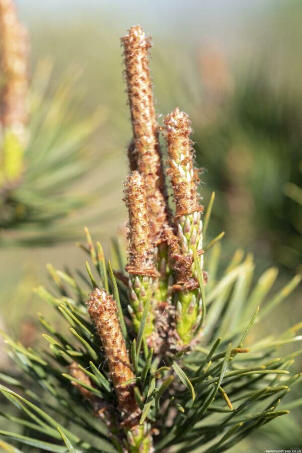 Pinus sylvestris Watereri 1 1663x2491 2