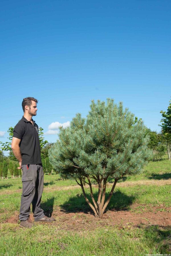 Pinus sylvestris Watereri 1