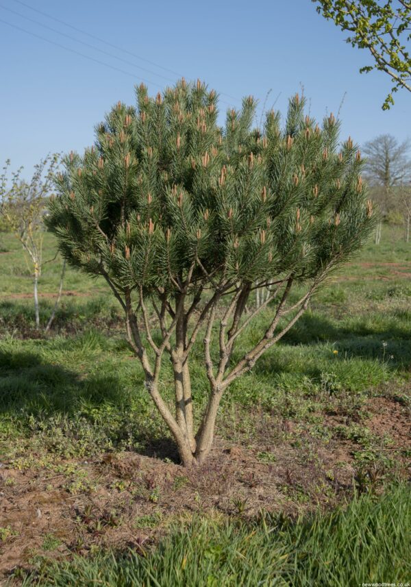 Pinus sylvestris Watereri 2 1 1663x2374 2