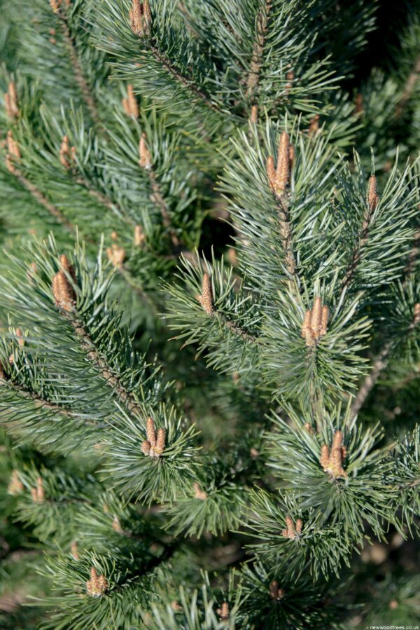 Pinus sylvestris Watereri 3 1 1663x2491 2