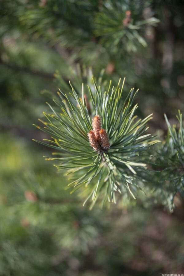 Pinus sylvestris Watereri 4 1 1663x2491 2