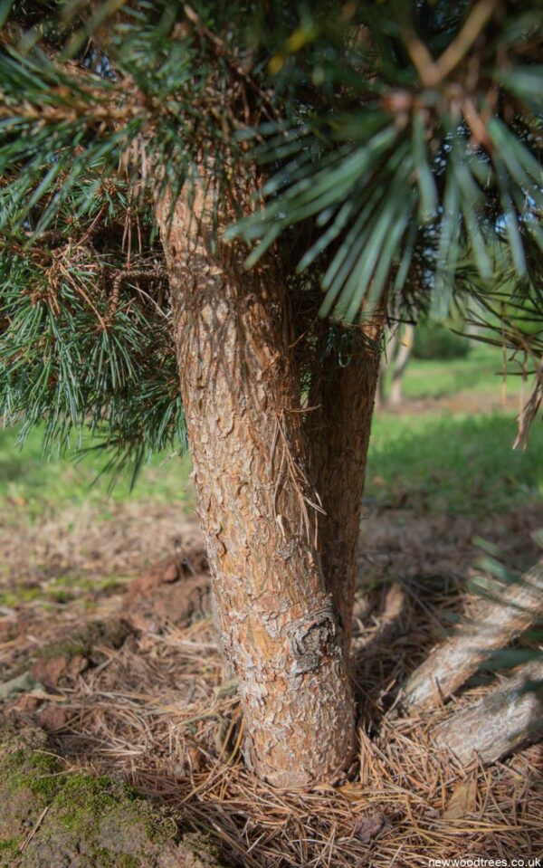 Pinus sylvestris ‘Watereri 938x1500 2