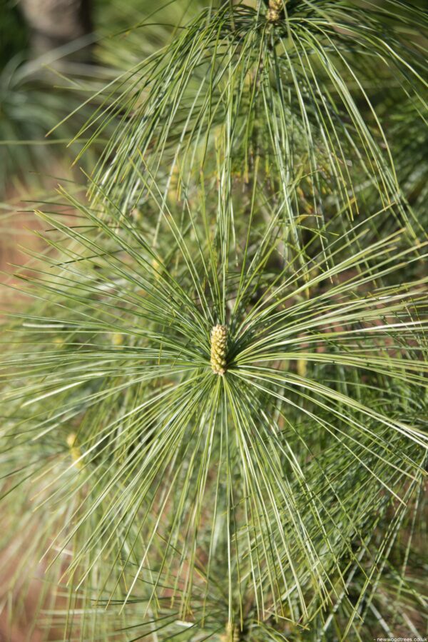 Pinus wallichiana 1 1 1663x2491 1