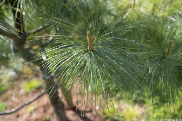 Pinus wallichiana 1 1663x1110 1