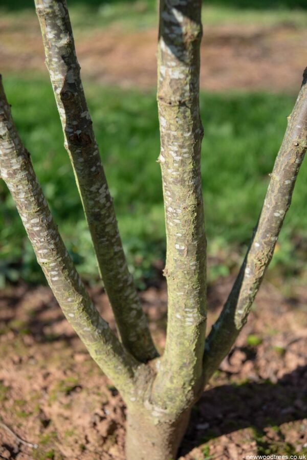 Prunus cerasifera ‘Nigra 1001x1500 1