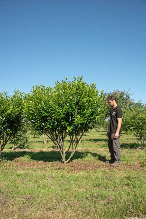 Prunus laurocerasus Diane