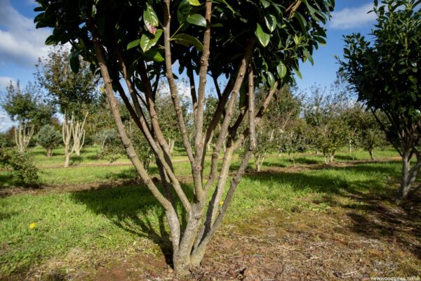 Prunus laurocerasus Etna 3 1 1663x1110 1