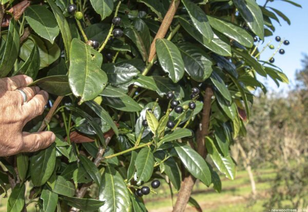 Prunus laurocerasus Etna 4 1 1663x1143 1