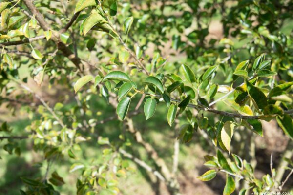 Prunus mahaleb 2 1500x1001 1