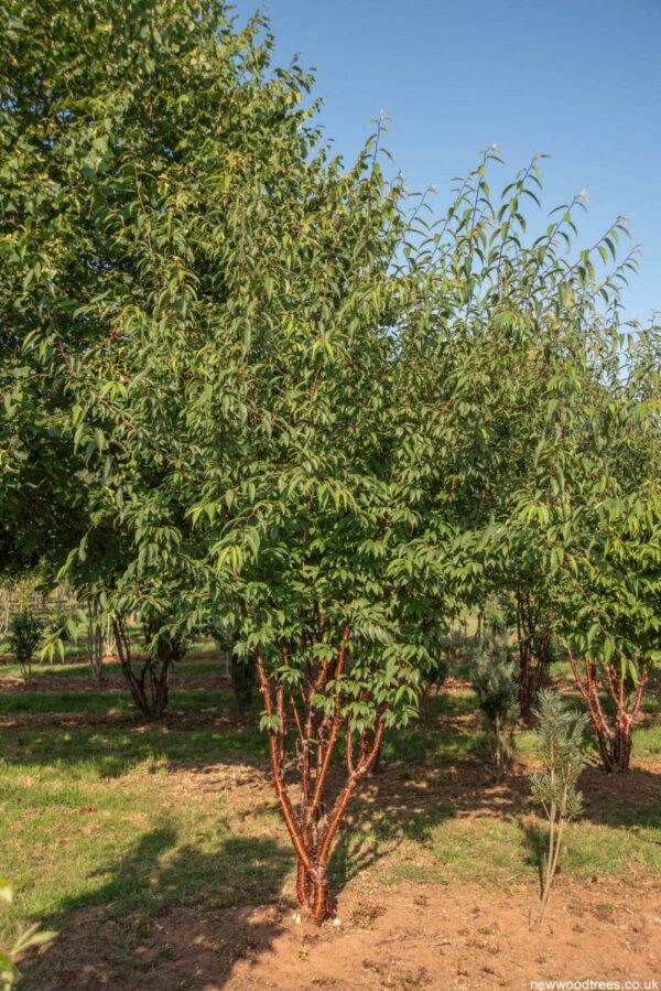 Prunus serrula 5 1001x1500 1