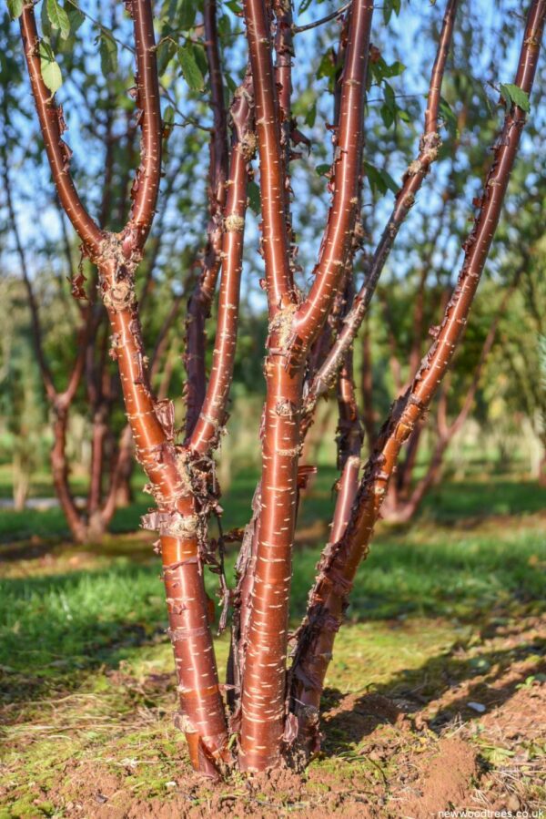 Prunus serrula 6 1001x1500 1