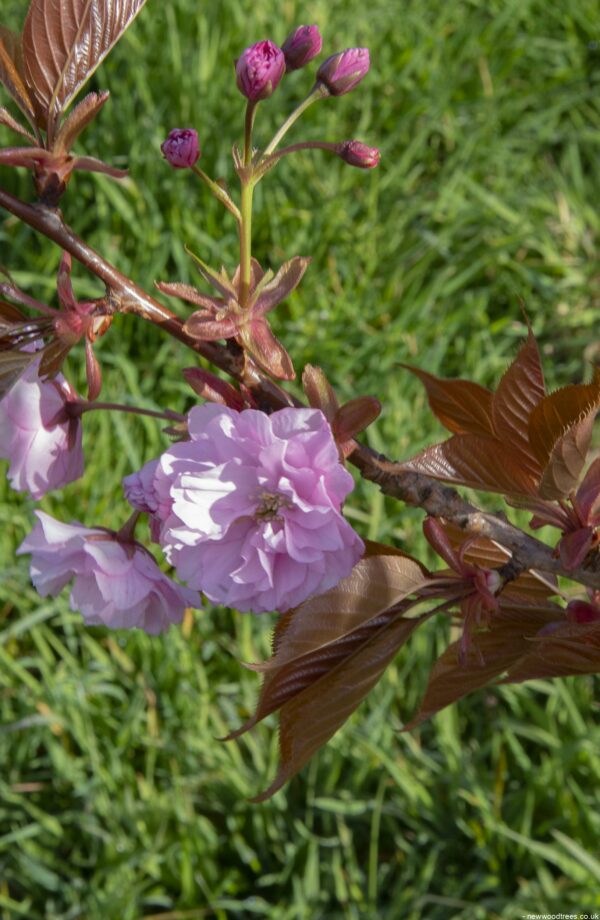 Prunus serrulata Kanzan Flower